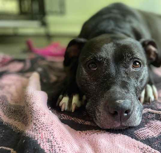 Photo of Sheba