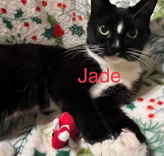 Photo of Jade