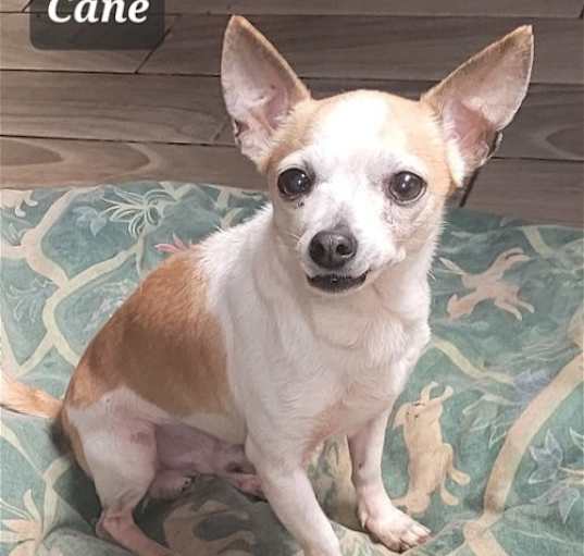 Photo of Cane