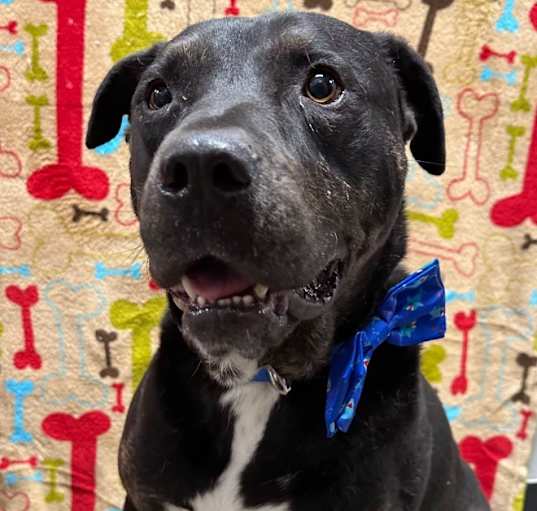 Photo of Blue