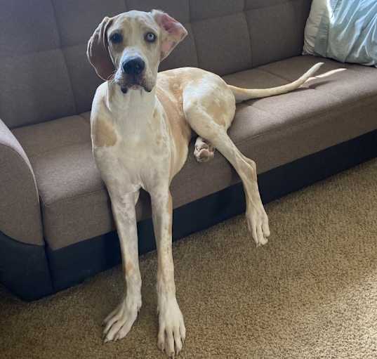 Photo of Dane Dawgs : Quinn