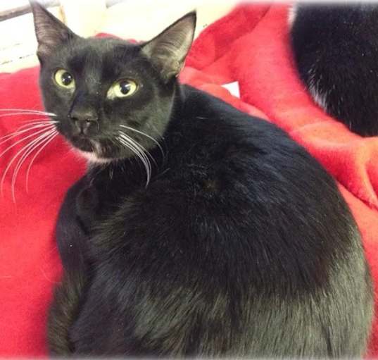 Photo of Nellie