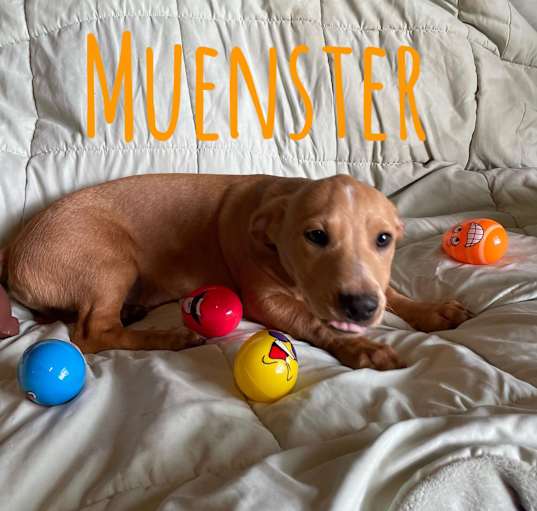 Photo of Muenster