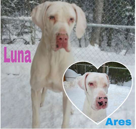Photo of Luna (22-107 with Ares)