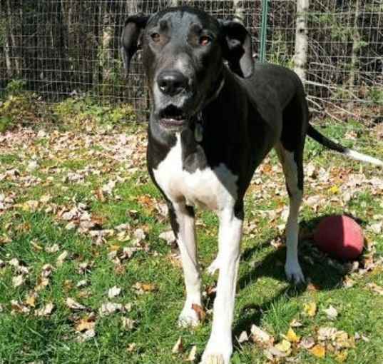 Photo of Echo (19-099)