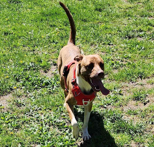 Photo of Bella