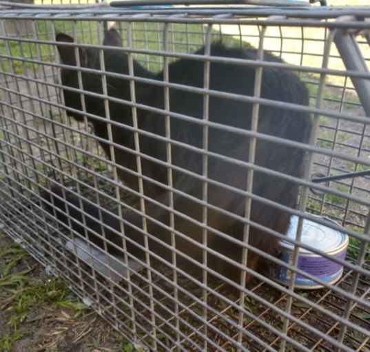 Photo of Queen - Barn Cat