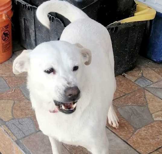Photo of Trixie