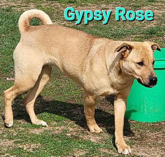 Photo of Gypsy Rose