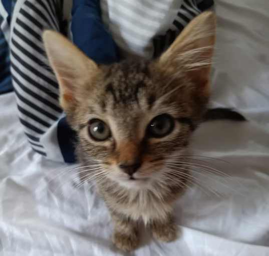 Photo of Kitten 1