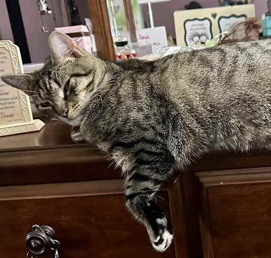 Photo of Dinky 😺