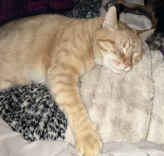 Photo of Simba 🥰