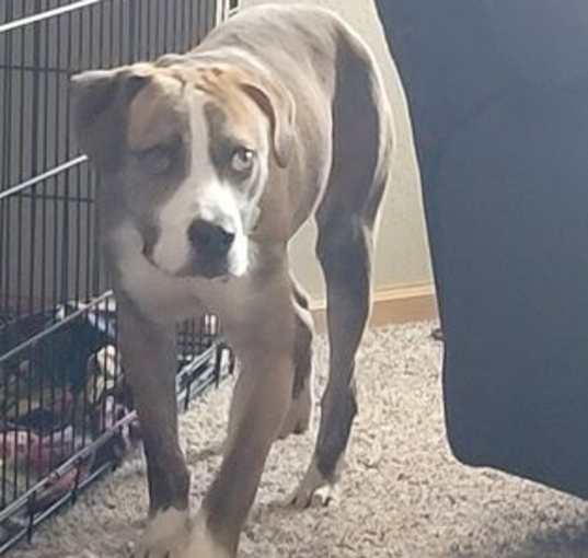 Photo of Toby