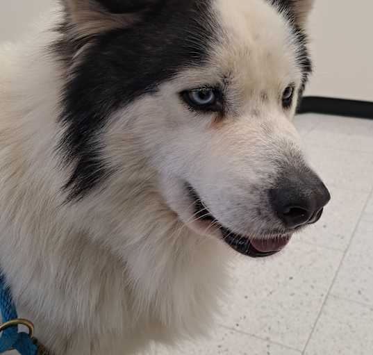 Photo of ACE