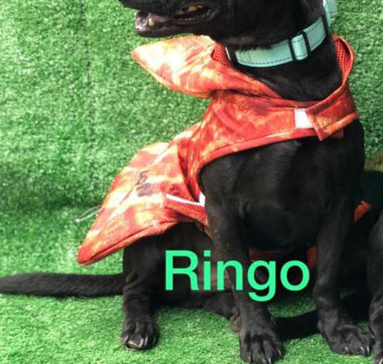 Photo of Ringo