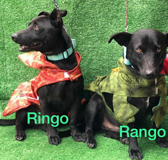 Photo of Rango
