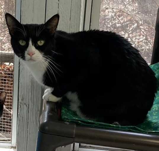 Photo of Sassy