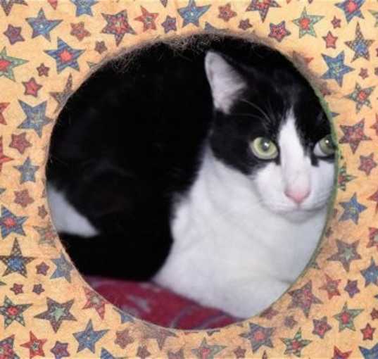 Photo of Sox