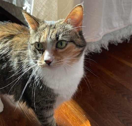Photo of zz 'Ginger' courtesy listing
