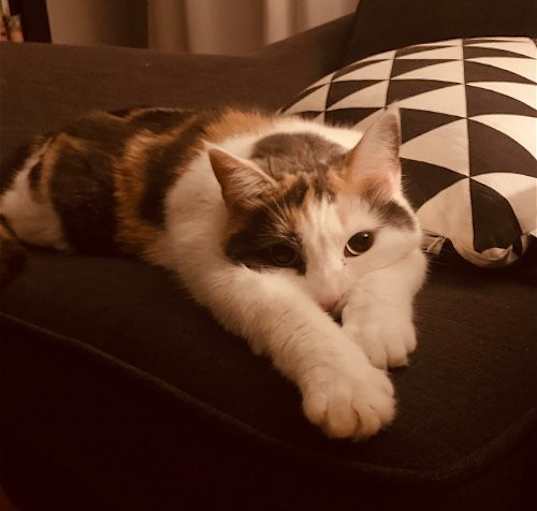 Sorel cat outlet