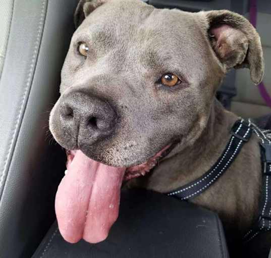 Photo of Duke - SENIOR!