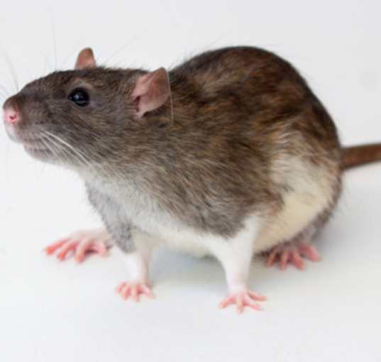 Photo of Emile