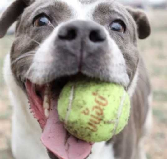 Photo of Lacey