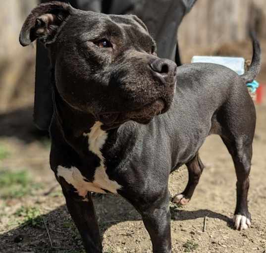 Photo of Daya - Vq Litter