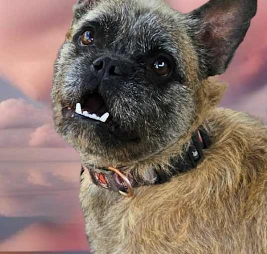 Photo of Bruno