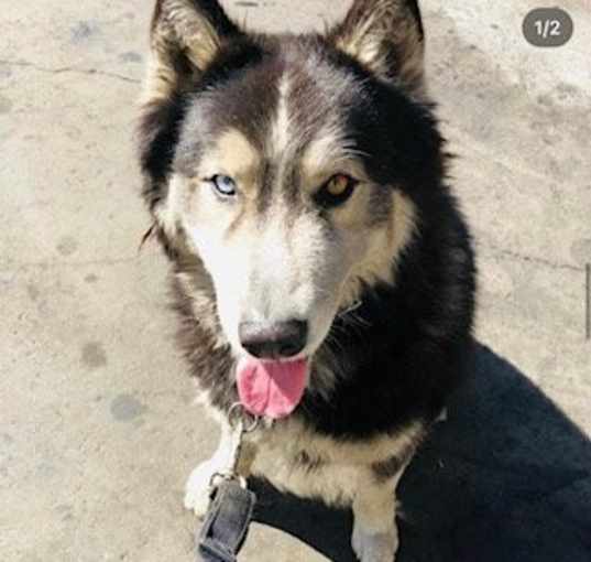 Photo of Oso