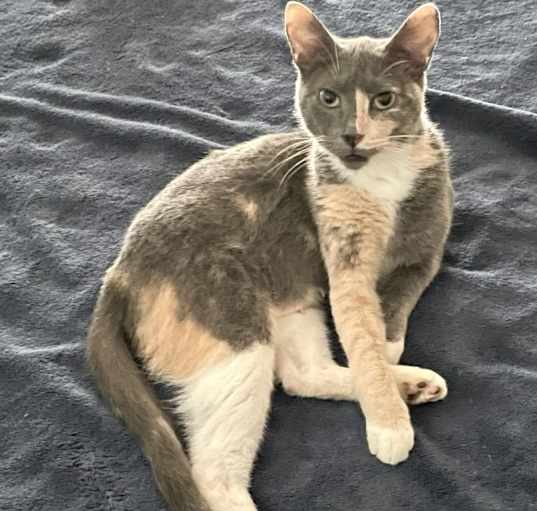 Photo of Tulip