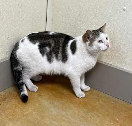 Photo of Kipper