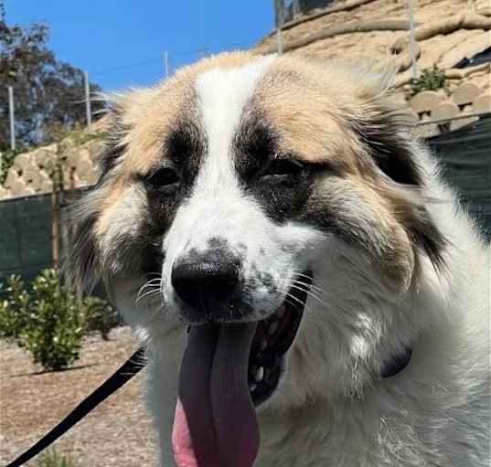 Photo of Izzy