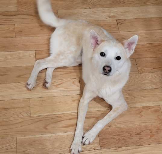 Photo of Pipi
