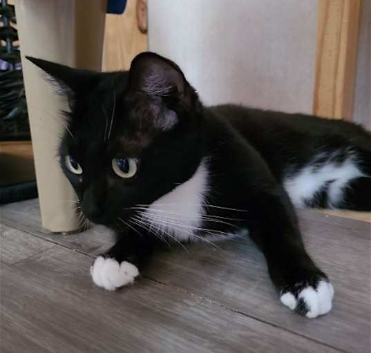 Photo of Trinket