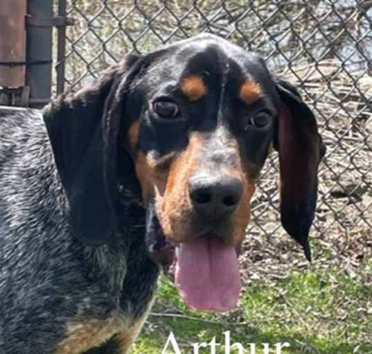 Photo of Arthur