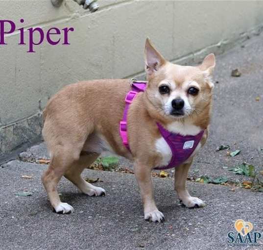 Photo of Piper