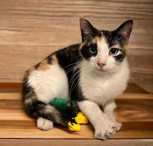 Photo of Claquette (Flip Flop)