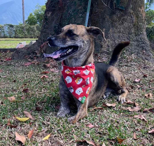 Photo of Didi (Taiwan FMD mixed)