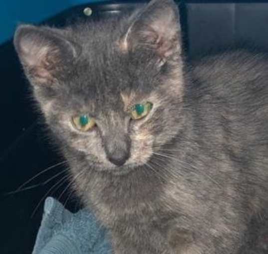 Photo of Skittles - Petsmart Foster Home