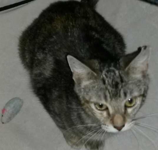 Photo of Malika-Petsmart Foster Home
