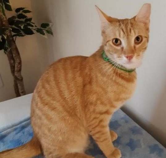 Photo of Dexter - Petsmart Plantation Foster Home
