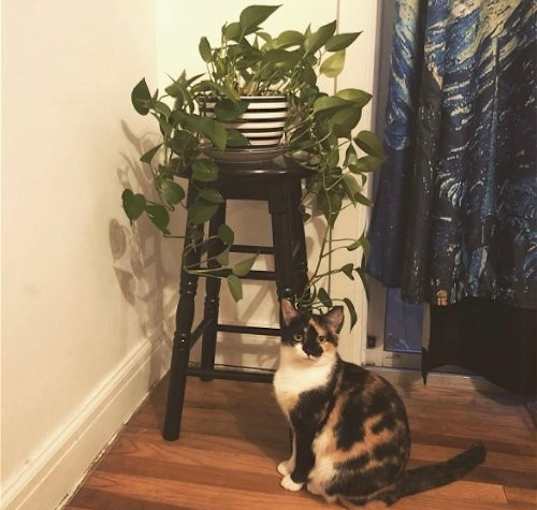 Photo of zz 'Yuki' courtesy listing
