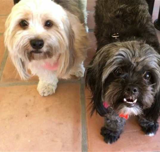 Photo of Ozzie & Oreo