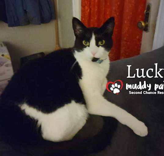 Photo of Lucky