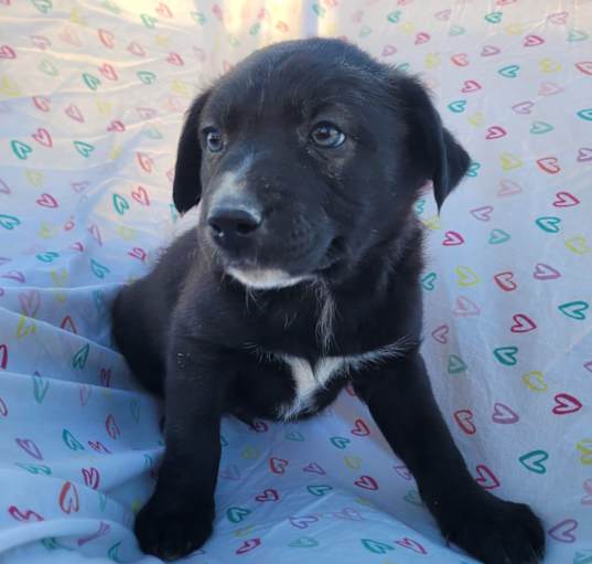 Photo of Xolo Puppy Two
