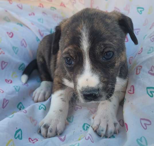 Photo of Xolo Puppy Ten