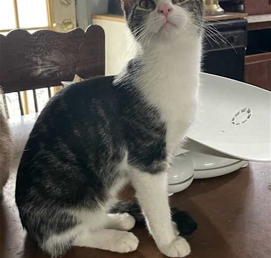 Photo of Chloe- OHIO Adoption