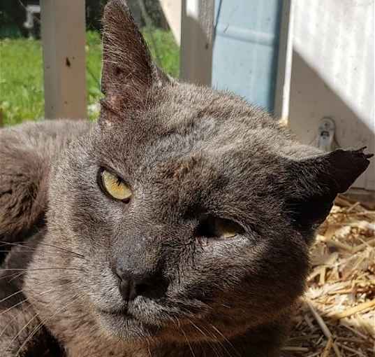 Photo of Smokey