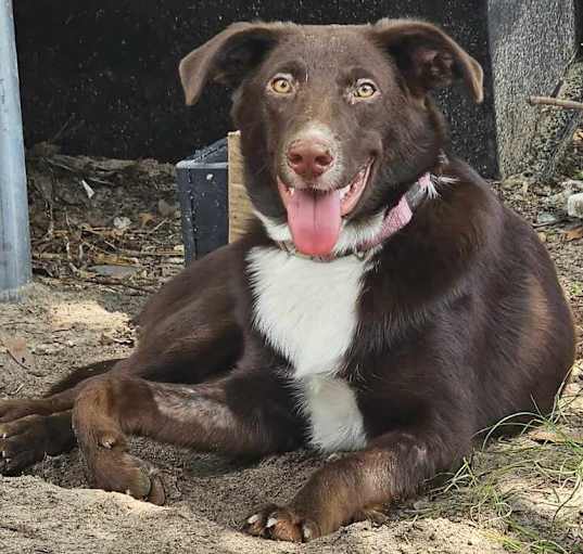 Photo of Cocoa Bean